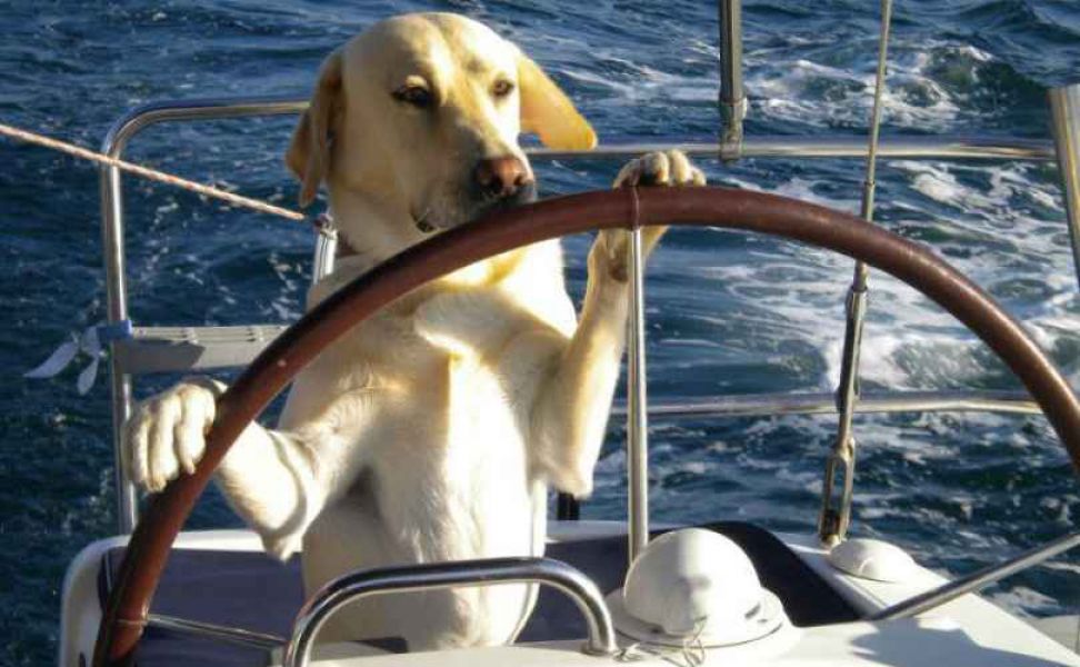Cyclades 43